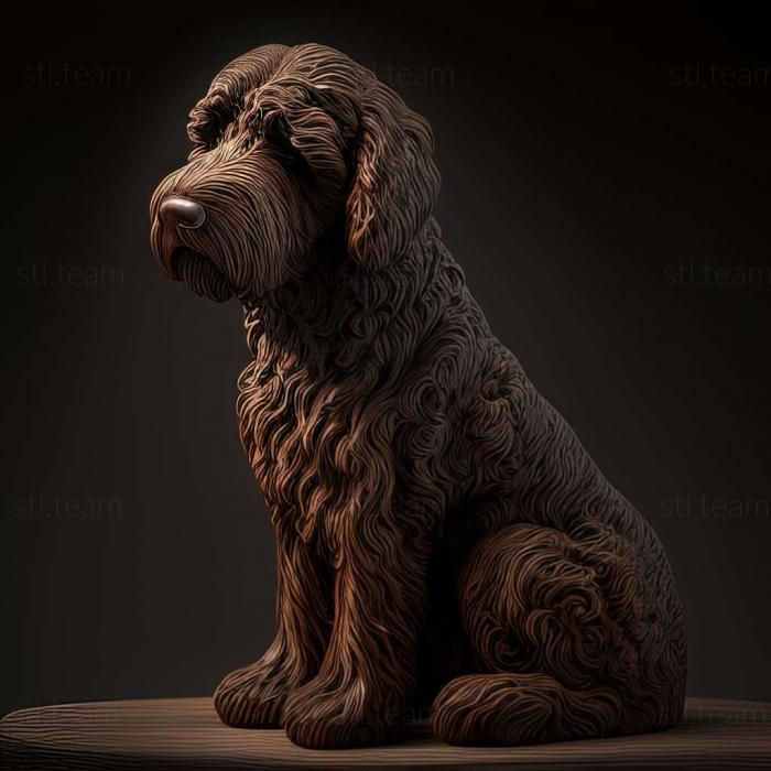 Spanish Water dog